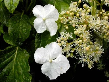 Vining Hydrangea Plant - Hydrangea Petiolaris - Shade - 4" Pot - Image 2