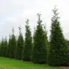Green Giant Arborvitae - 4" Pot - Thuja