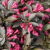 Spilled Wine® Weigela - Red Leaves, Magenta Flowers - Proven Winners - 4" Pot