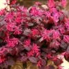 JAZZ HANDS® Pink Chinese Fringe Flower - 4" Pot - Loropetalum