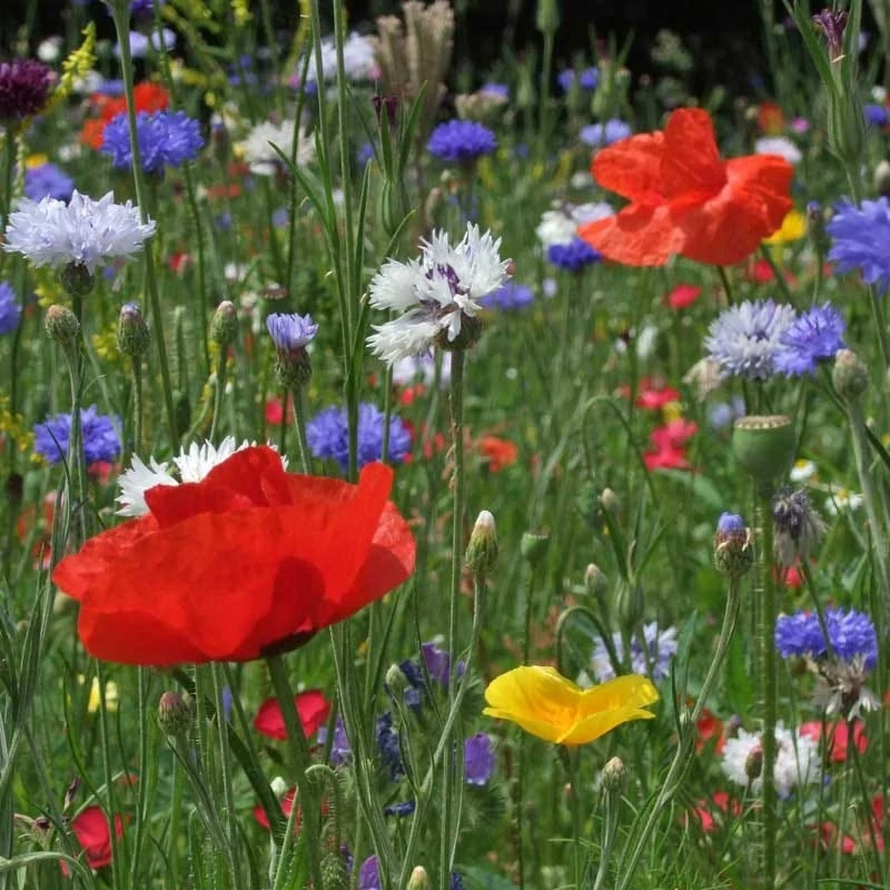 All Annual Bold Color Wildflower Seed Mix - Image 8