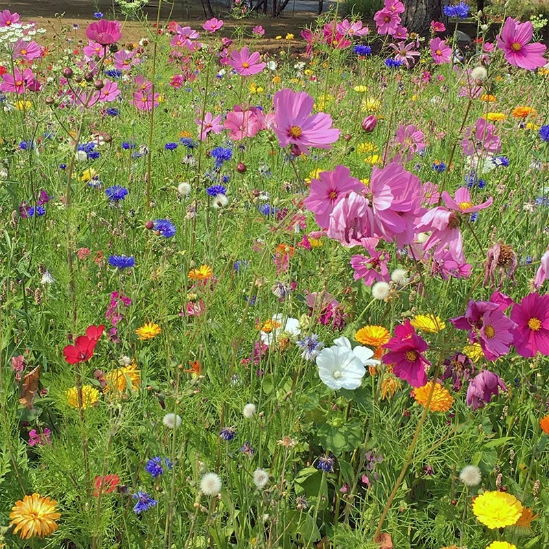 All Annual Vivid Variety Wildflower Seed Mix - Image 4