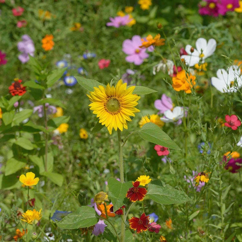 All Annual Vivid Variety Wildflower Seed Mix - Image 2