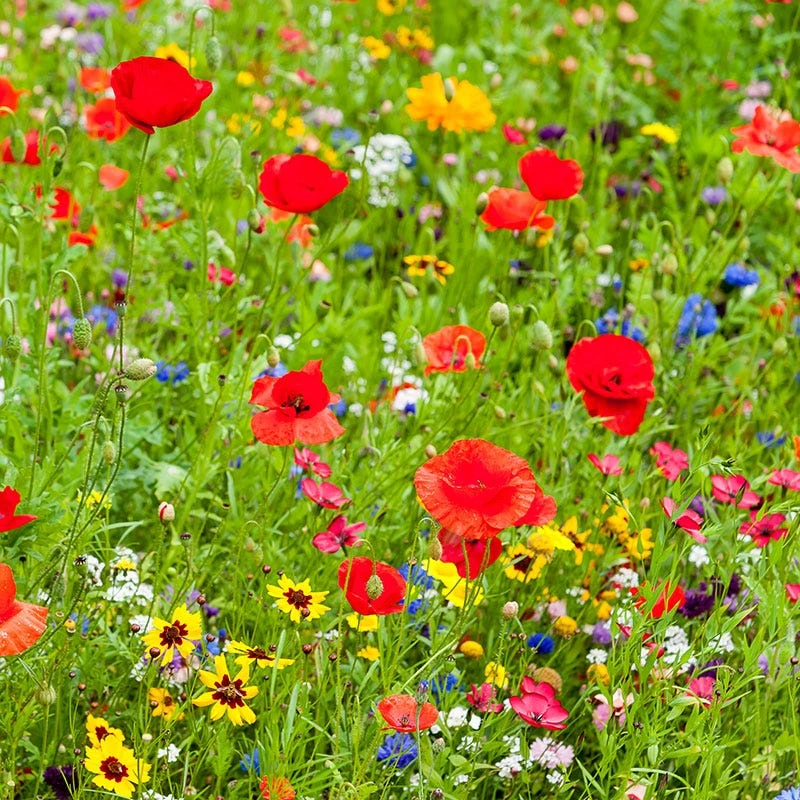 All Annual Vivid Variety Wildflower Seed Mix - Image 6