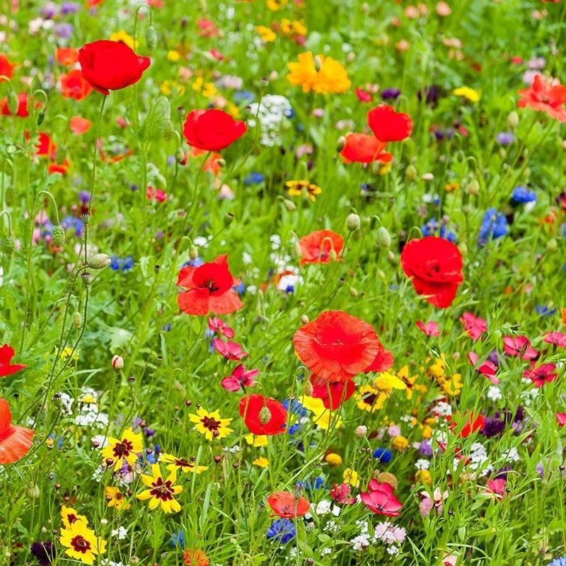 All Annual Vivid Variety Wildflower Seed Mix - Image 8
