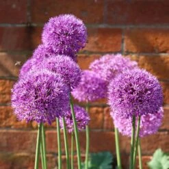 Ambassador Allium