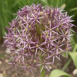 Artful Accents Allium Bulb Collection