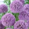Gladiator Allium