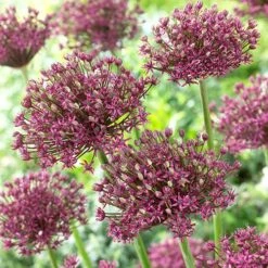 Magic Allium