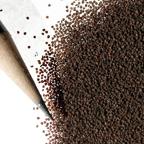 None So Pretty Or Catchfly Seeds