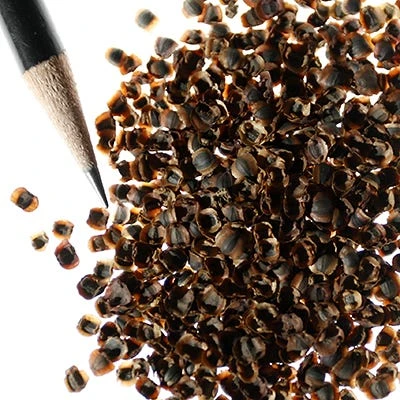 Lance Leaf Coreopsis Seeds - Image 2