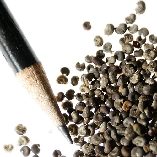 Rose Mallow Seeds - Image 3