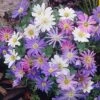 Anemone Blanda Mix