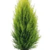 Lemon Scented Goldcrest Cypress Tree - Indoors/Out - 6" Pot