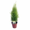 Lemon Scented Goldcrest Cypress Tree - Indoors/Out - 4.5" Pot