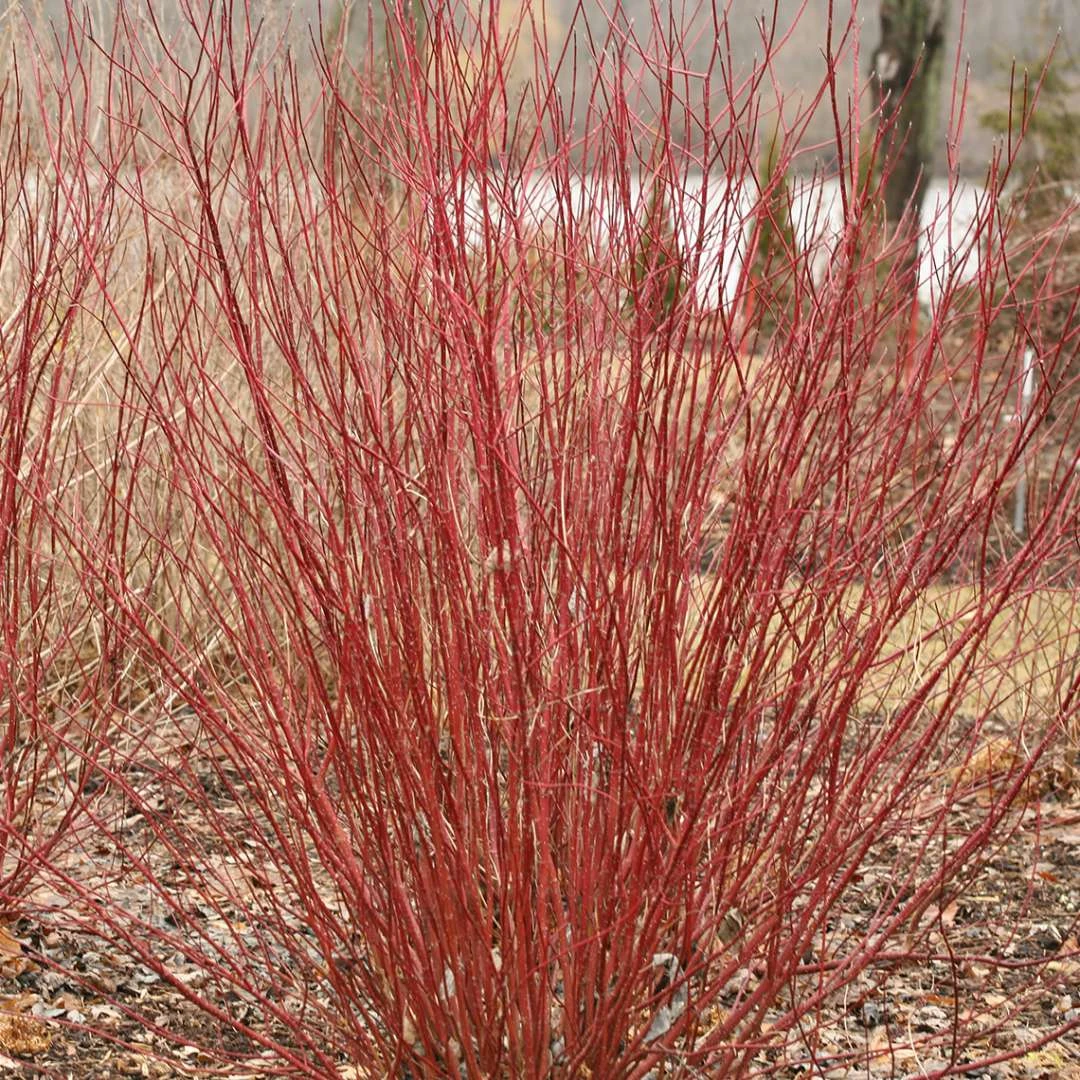 ARCTIC FIRE® Red - Redtwig Dogwood -Proven Winner-4" Pot