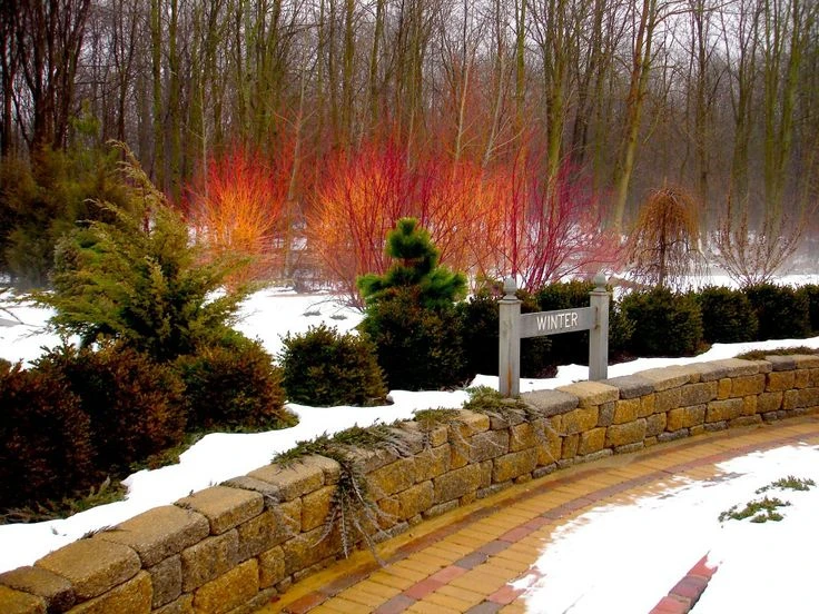 ARCTIC FIRE® Red - Redtwig Dogwood -Proven Winner-4" Pot - Image 3