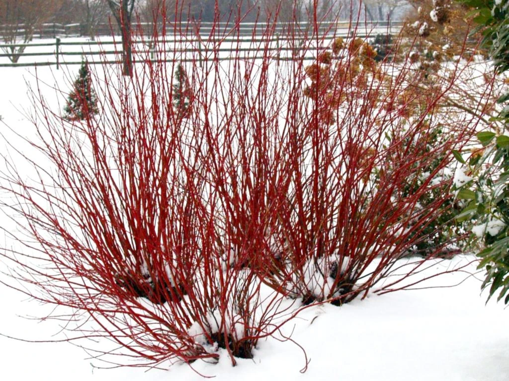 ARCTIC FIRE® Red - Redtwig Dogwood -Proven Winner-4" Pot - Image 4
