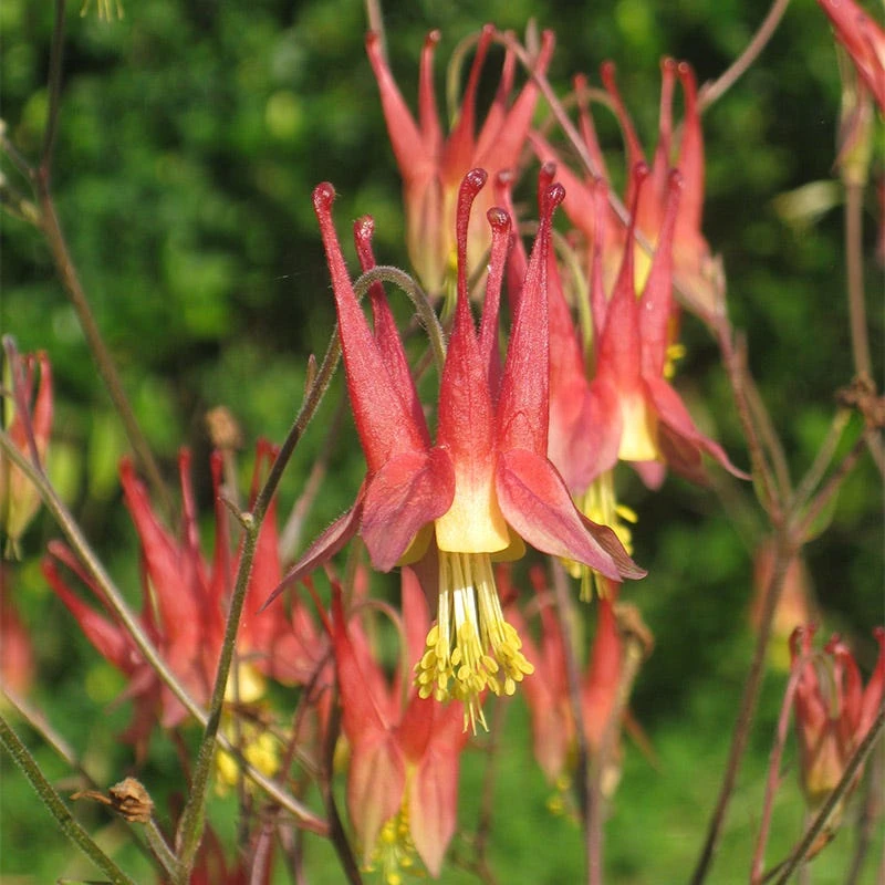 Native Northeast Wildflower Seed Mix - Image 3