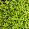 Archer's Gold Creeping Thyme