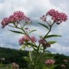 Swamp Milkweed Seeds