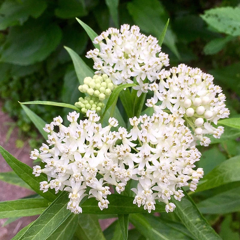 Ice Ballet Swamp Milkweed - Image 3