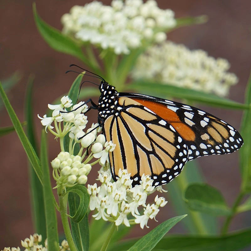 Ice Ballet Swamp Milkweed - Image 4