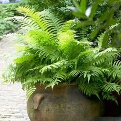 Lady Fern