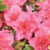PERFECTO MUNDO EPIC CORAL® Reblooming Azalea - Proven Winners-4" Pot