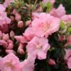 Perfecto Mundo Pink Carpet™ Reblooming Azalea - Rhododendron - 4" Pot