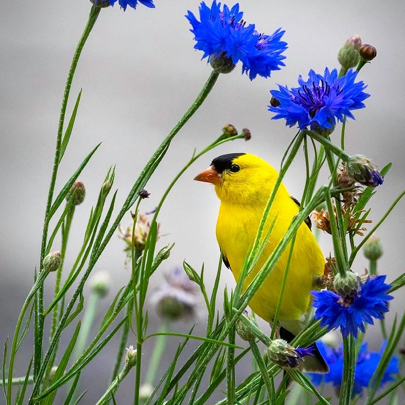 Blue Cornflower Or Bachelor Button Seeds - Image 9