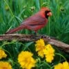 Backyard Birding Wildflower Seed Mix