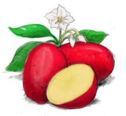 Baltic Rose Seed Potato