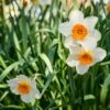 Barrett Browning Small Cupped Daffodil