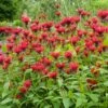 Jacob Cline Bee Balm