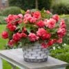 Pink Delight Fragrant Begonia