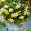 Sunny Dream Fragrant Begonia