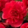 Double Scarlet Begonia