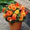 Yellow-Red Picotee Begonia
