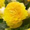 Double Yellow Begonia