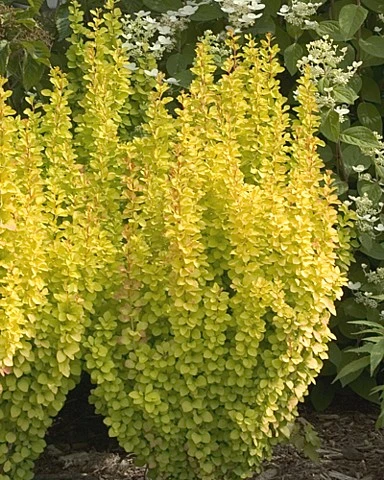 SUNJOY GOLD PILLAR® Berberis - Outside Or Bonsai - Proven Winners - 4" Pot - Image 4