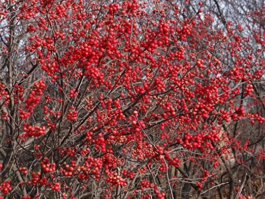 Berry Heavy® Winterberry - Ilex - Vivid - Also Bonsai! - Proven Winner - Image 2