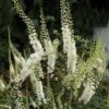 Native Shade Plant Collection