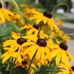 Black Eyed Susan
