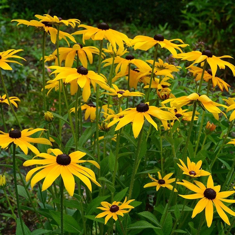 Black Eyed Susan Seeds - Image 12