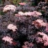 Black Lace® Elderberry - Sambucus - Hardy! - Proven Winners - 4" Pot