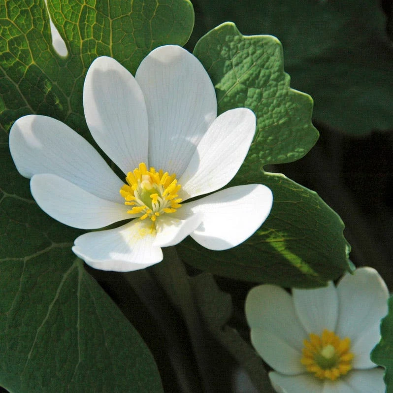 Bloodroot - Image 2