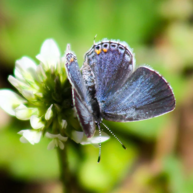 Pollinator Paradise Flowering Lawn Seed Mix - Image 3
