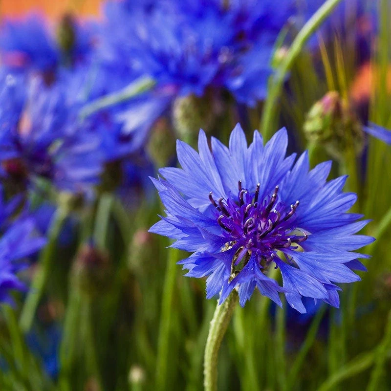 Blue Cornflower Or Bachelor Button Seeds - Image 11