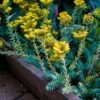Blue Spruce Sedum